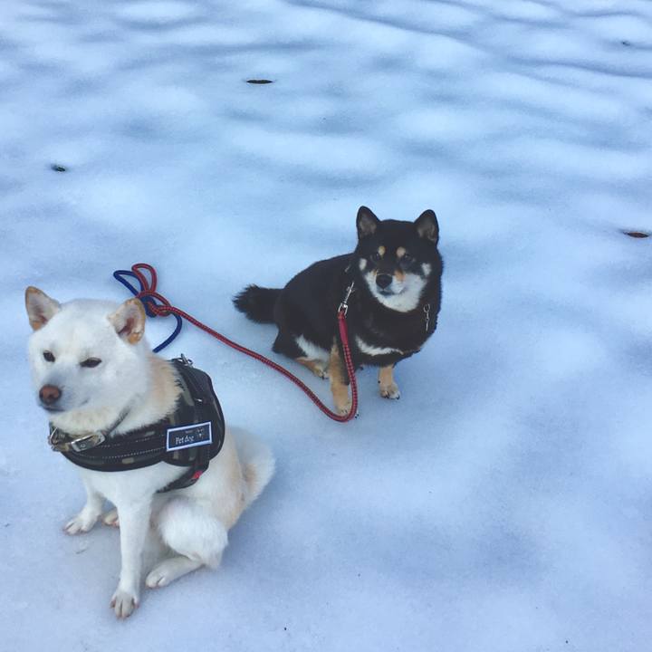 0cd12882 f279 4462 bff3 a5e2503fd672 1519090643495