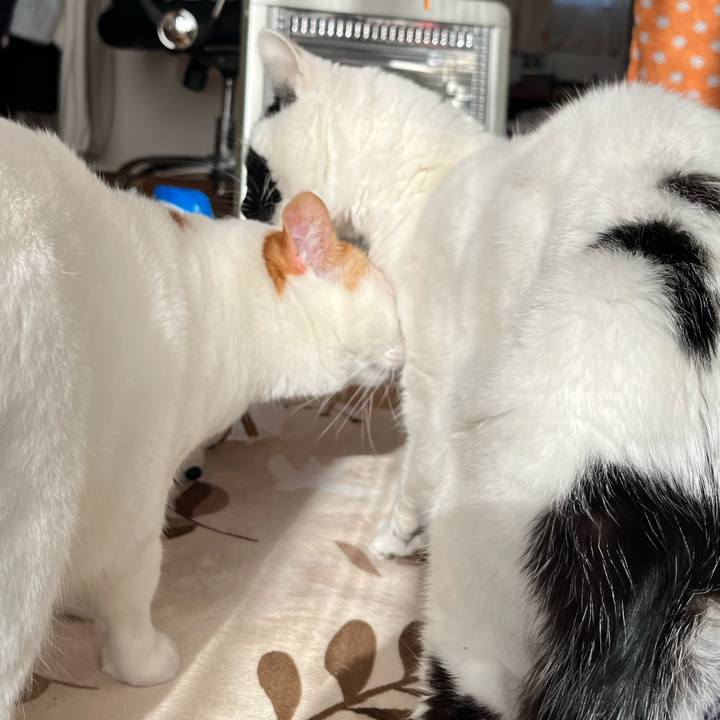 0cd22e5a 793e 454b 9dd5 36d74cbfa9ea 1764997633288