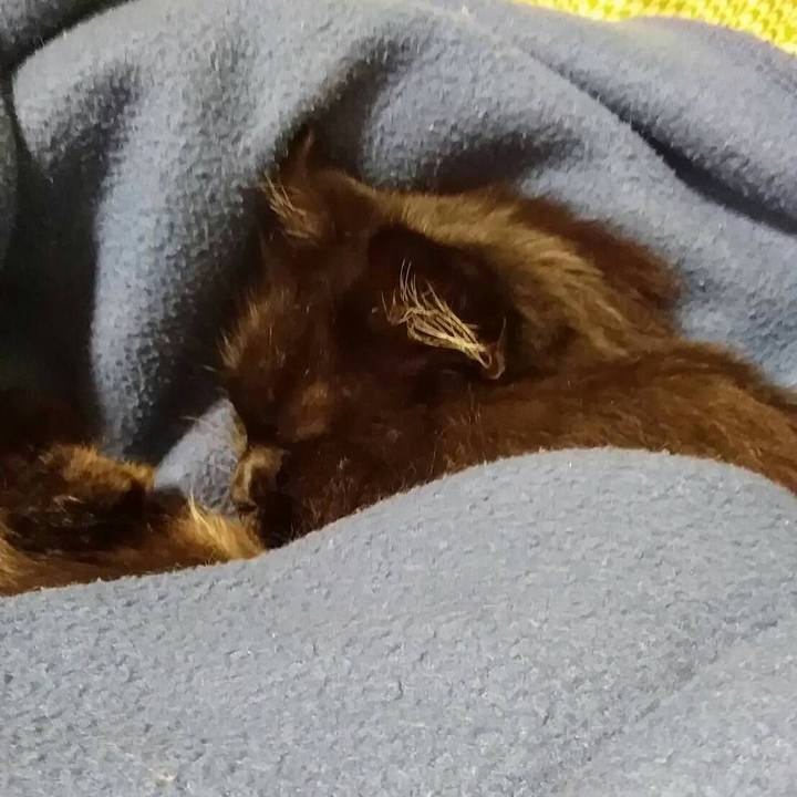 0cd37615 769f 46a2 8223 c34a7788a53e 1512005912344