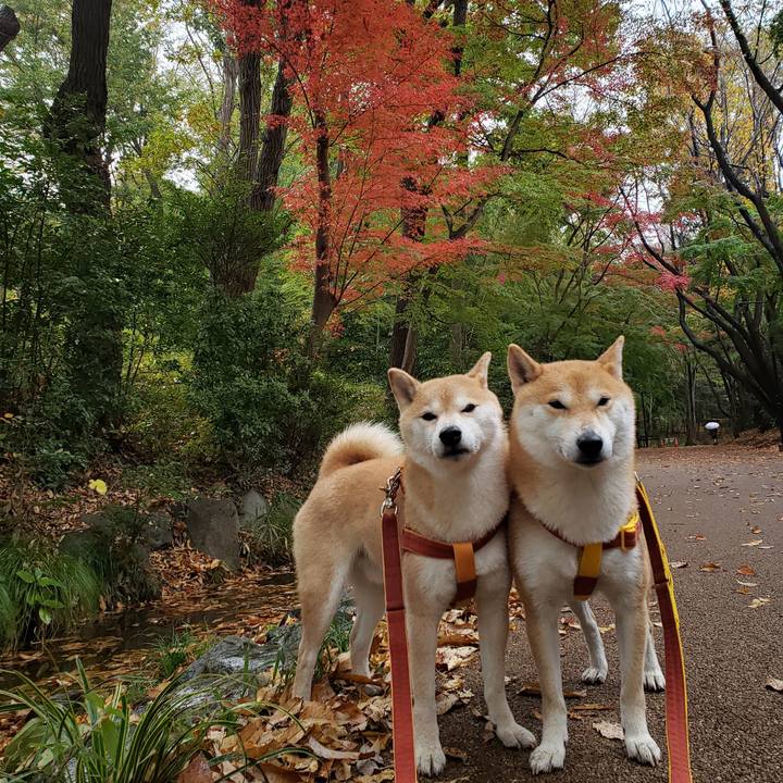 0cd536cd bf4b 431f 8f42 896bd3aa67ff 1606280362645