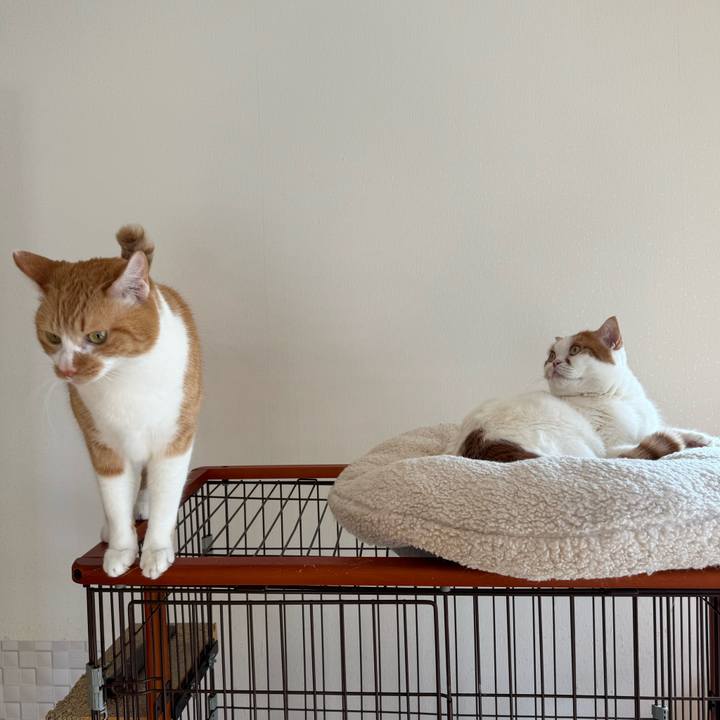 0cd81dc6 b247 4a81 9b7c 3a8363eb36b9 1769230453755