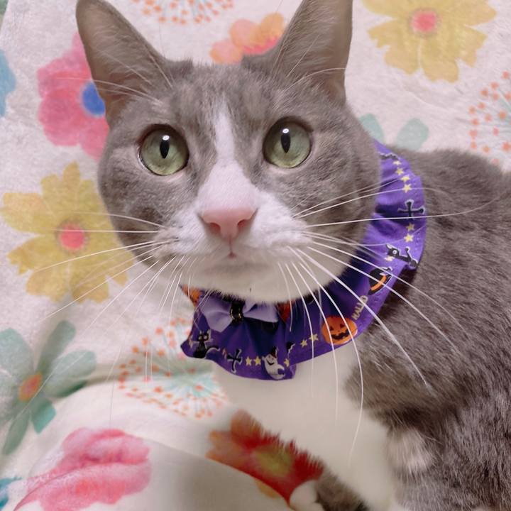 0cd8ae3f bede 4a2c 9ff2 6296140321d9 1667037864367