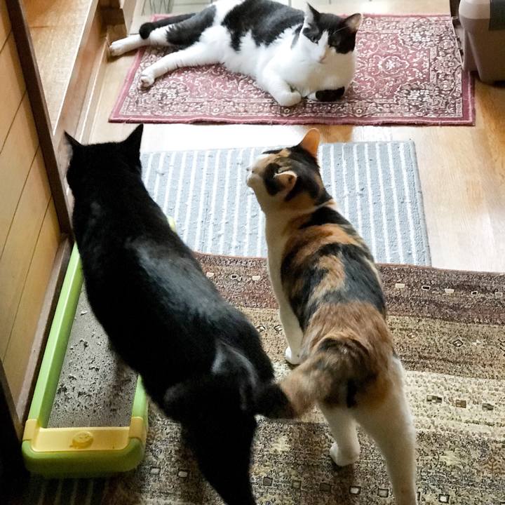 0cd99be1 470d 4ed5 be68 fa20b087b536 1527215907999