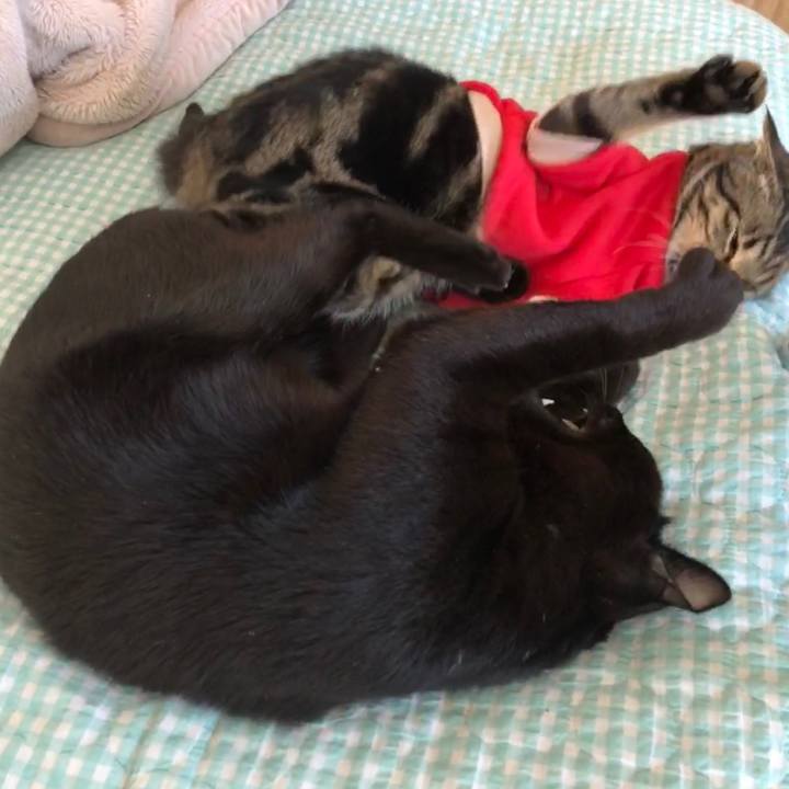 0cdcc5b0 4cec 40ea a4ad b8dcf03851d8 1737774055248