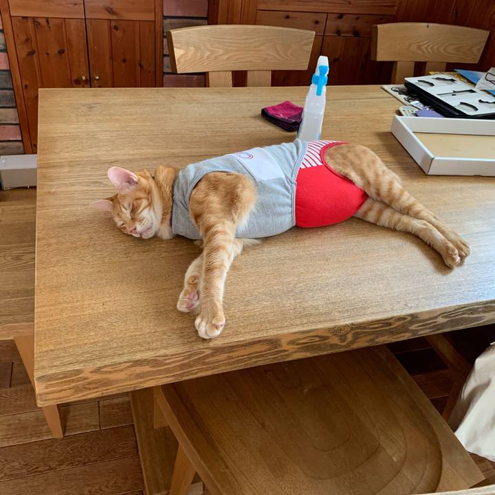 0cdd872d 3917 4fc6 8663 a96454133b75 1596874156136