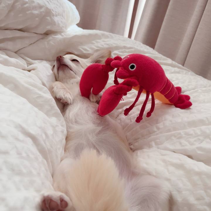 0ce09227 16e9 4b6f 874f 93aae5e2b6a0 1716525224783