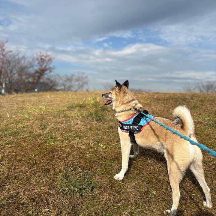 0ce104de e1cc 407b 8552 8805e67096b3 1763988107967