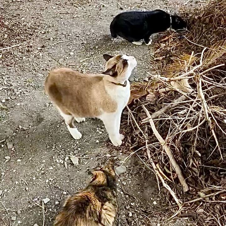 0ce169d7 ca9f 4b98 a553 2728360fdb12 1738998669352