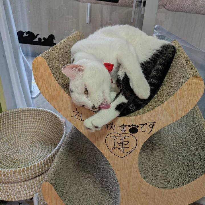 0ce2c765 2919 47cc 9780 f6c815bf1482 1766613762606