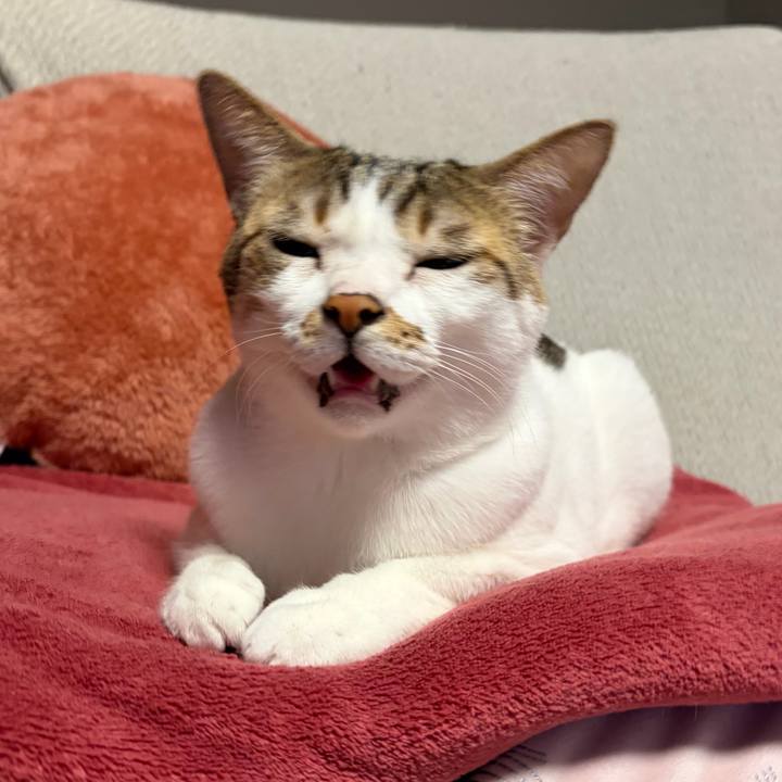 0ce32e78 1f37 4395 91d8 8186290f7598 1768949306600