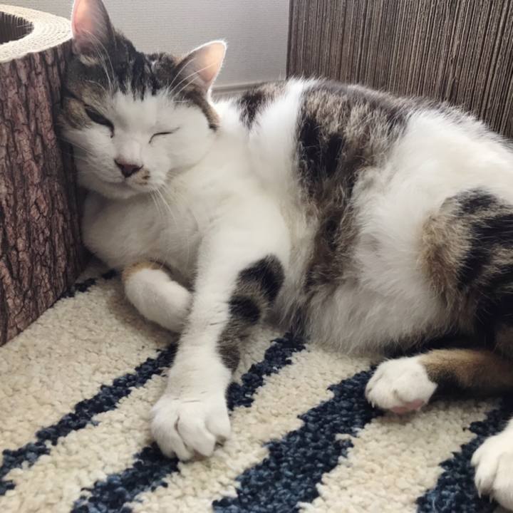 0ce35906 1ab9 4c45 8c69 ed355caa5863 1576211403150