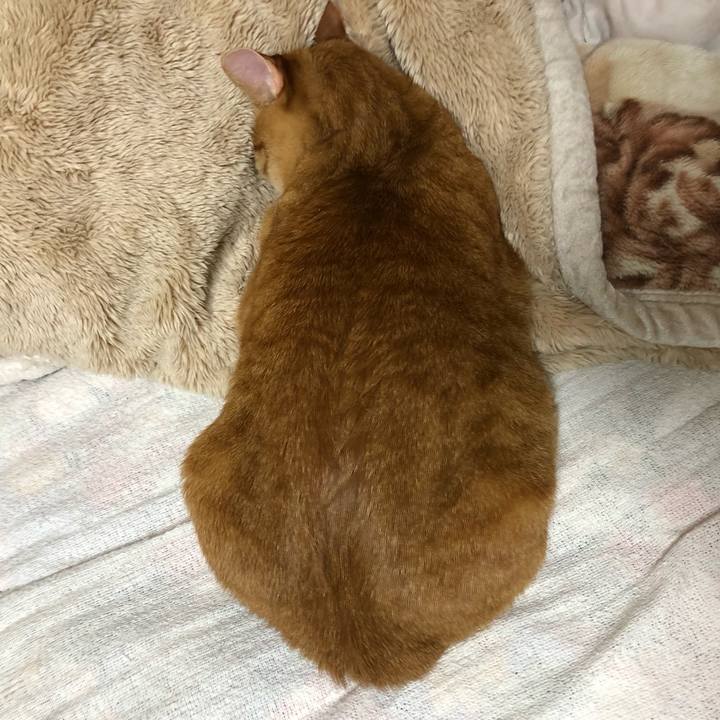 0ce36d53 c99f 49a0 aad7 900feadb5c50 1619706807740