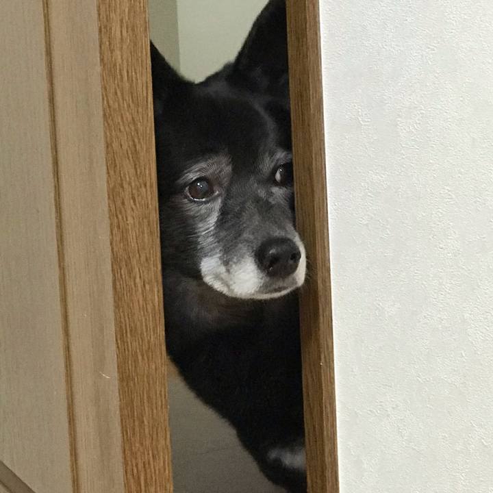 0ce4ea2e eb37 4d2a a918 1833d5dcd000 1555423371483