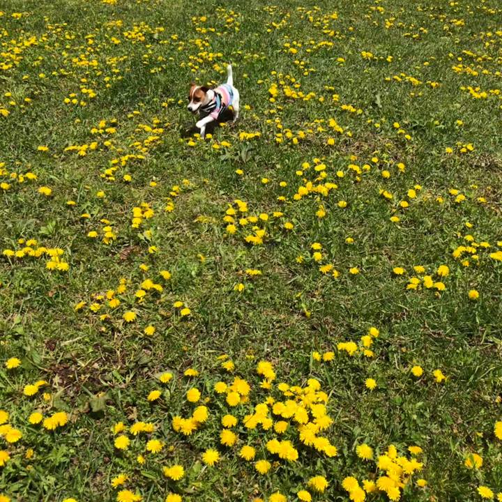 0ce85a1b 8a10 44be 92f3 1a06dbb15195 1526359445304