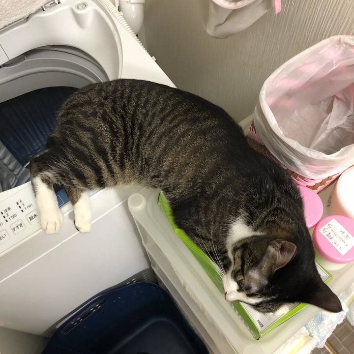 0ce9d74f 7d5b 4187 bfe9 22f5cc74e400 1531705509441