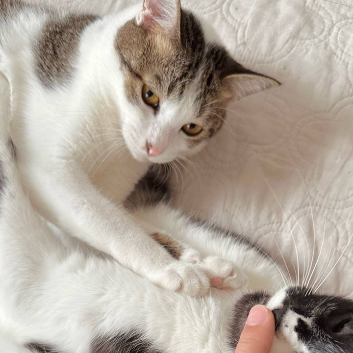 0ce9f206 f45d 4fd0 8a26 17a6b03a420c 1758933671570