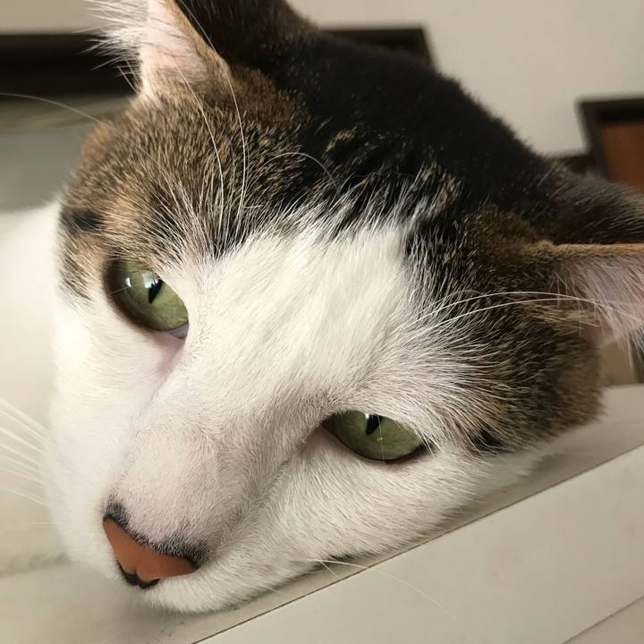 0cea3f45 4296 49cc b9c7 029c40f30512 1529111653126