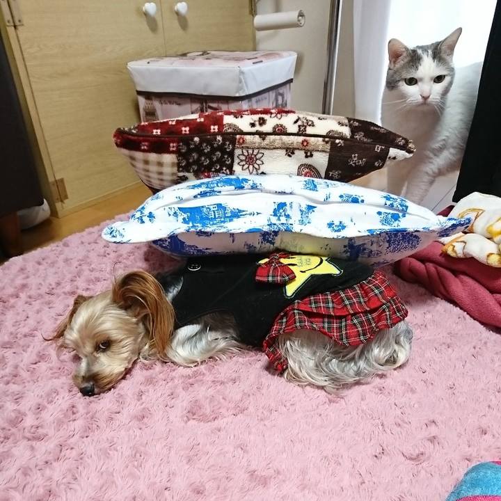 0ceb69f6 17ac 4eed bc2b 1ab2092e7164 1545952046802