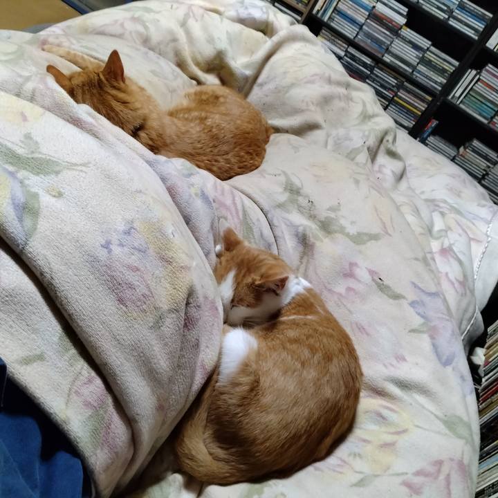 0cecfd3c 5358 494f 9c4c 14785c913e46 1730463377403