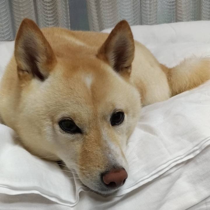 0cf003f2 ef7f 44fe ad30 a480e4d549a8 1595026635189