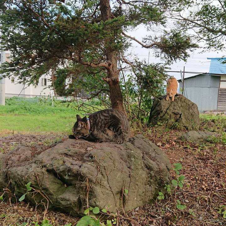 0cf1843b 1047 4ac8 baae dc82609458cf 1658391698823