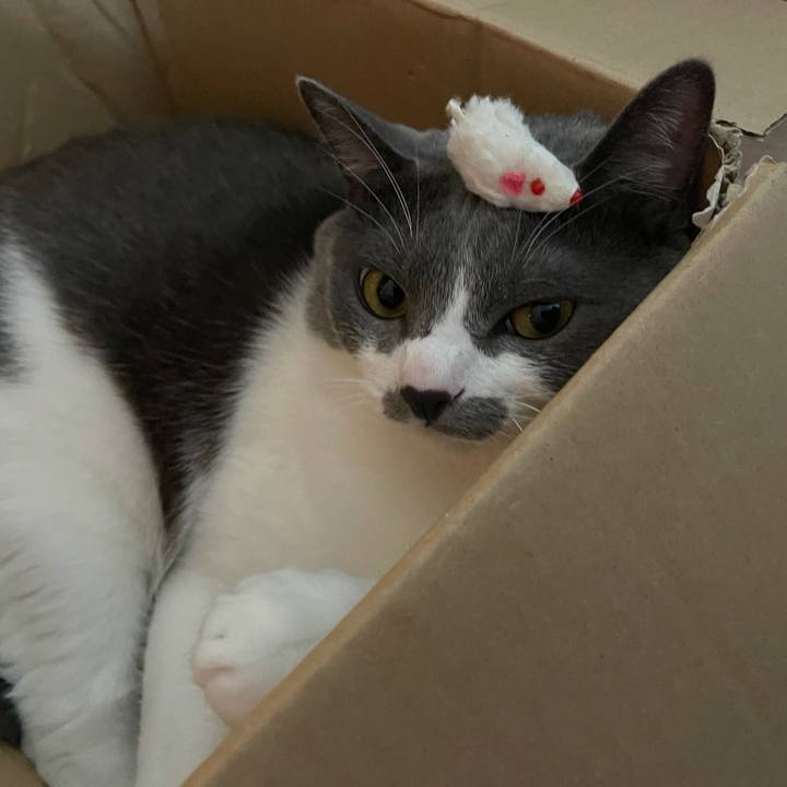 0cf3cc0c 6a00 4b0a a061 c75569f3a63b 1627189518000