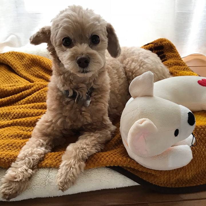 0cf4dc2f 6f3f 4252 a29d 3ecda6271b4f 1540427348086