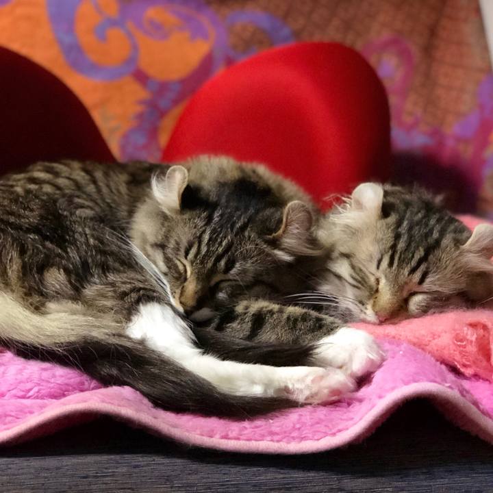 0cf85aa1 3321 427a b774 aa855c6c084e 1523461463043