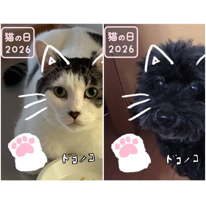 0cf87b9e 1d8e 4926 bfe0 8bd4c0f9b974 1771714437565