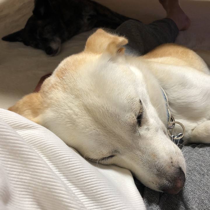 0cfa8da6 9ded 48cc 9a4b 602bc3d6f494 1629417500915