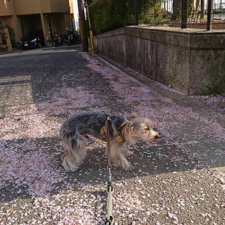 0cfb233d 98b8 4c3d b609 370c08f00d6d 1523829540294