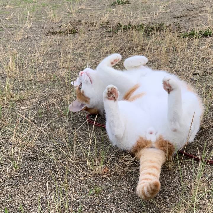 0cfe3b00 fabc 483a 8d40 122e99db74f1 1593170627325