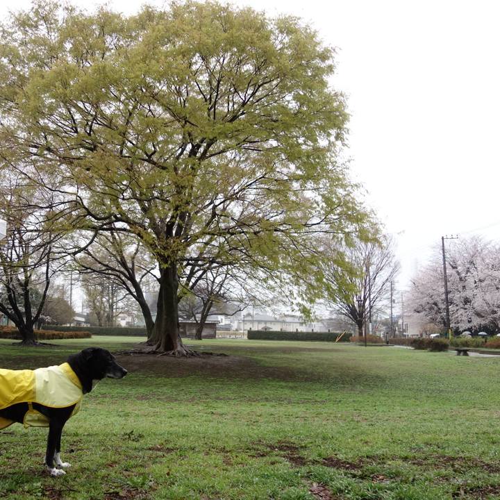 0cff0e59 7fd9 4e59 bcbf 9b2c6c537565 1743551989302