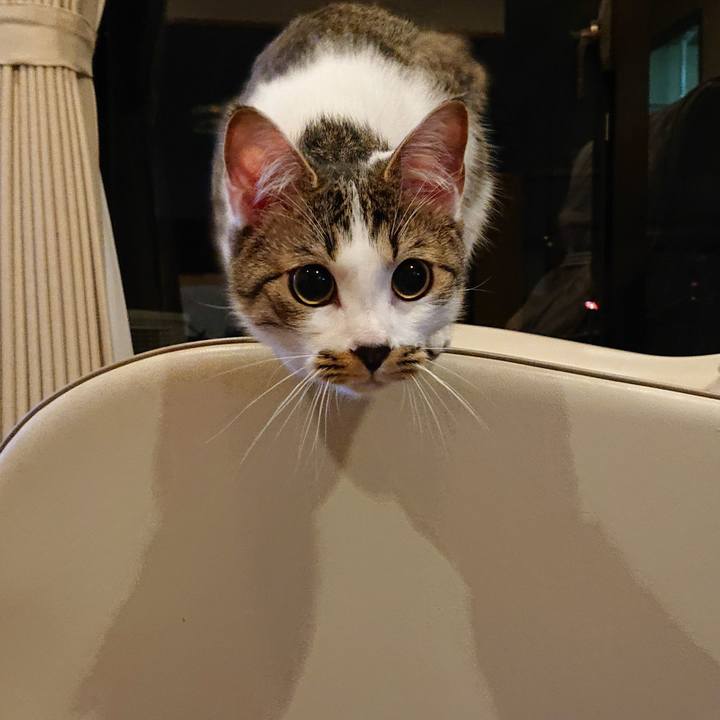 0d0328a8 0279 4c43 aa3d 8a4d0efc8929 1556636556554