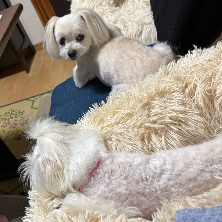 0d03c18e 1ff3 41f5 ba88 aa85646efc8a 1754819222330