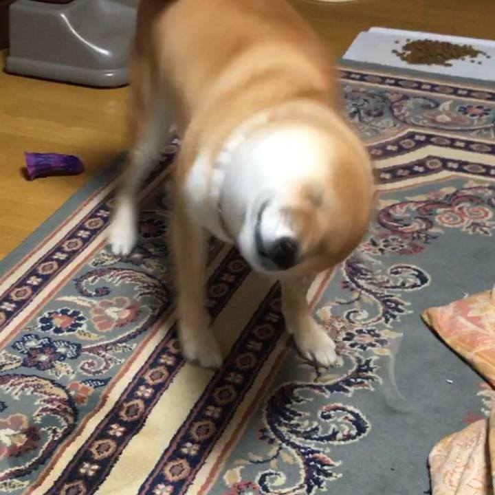 0d079e25 3494 4b39 852f bdaf4ac870b0 1512861069478