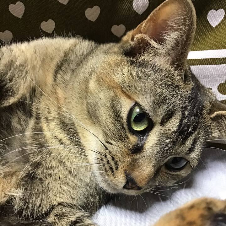 0d08f6d4 bd4b 4101 a9cb 3f6d3f409c96 1585561631970