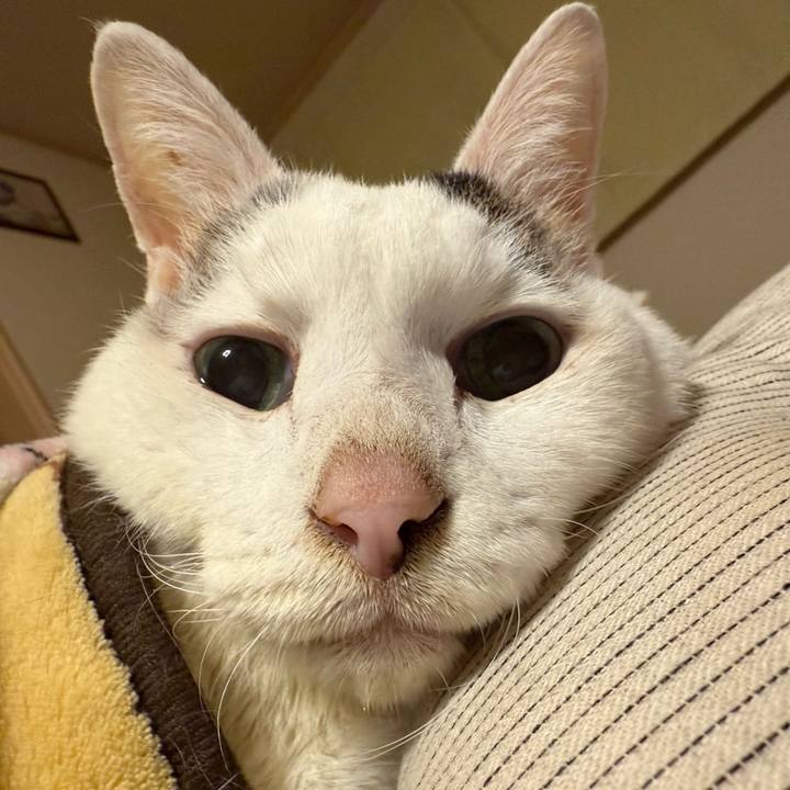 0d09ecc8 3da7 46ad 8e04 45639870c485 1768047011461