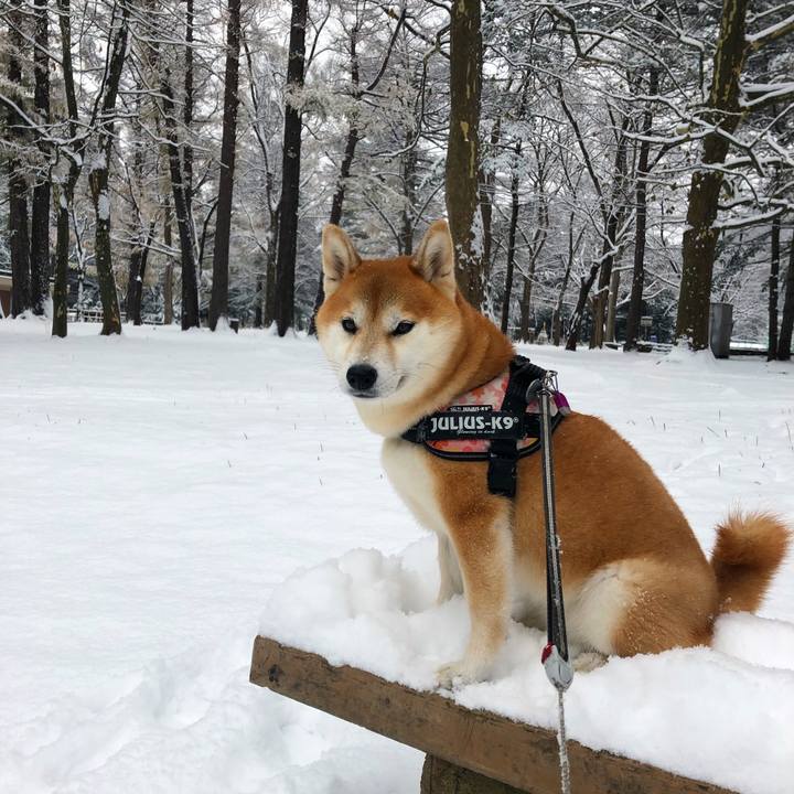 0d0a3731 4539 4ae1 8b12 e42925edc19a 1544144130002