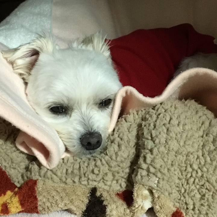 0d0a9510 6eb4 429e b818 8ad49130c6e8 1512986082793