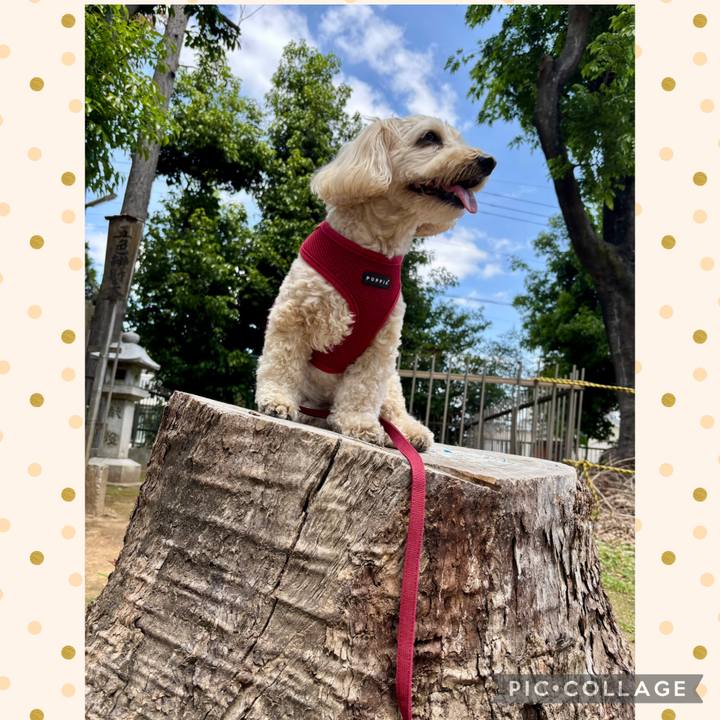 0d0c2e14 267e 4400 a480 bff4e5448dc3 1777266171585