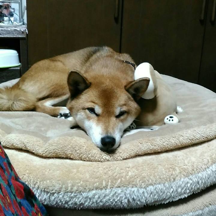 0d0c9175 fcff 4bbf 80a1 353206d974b9 1543315347839