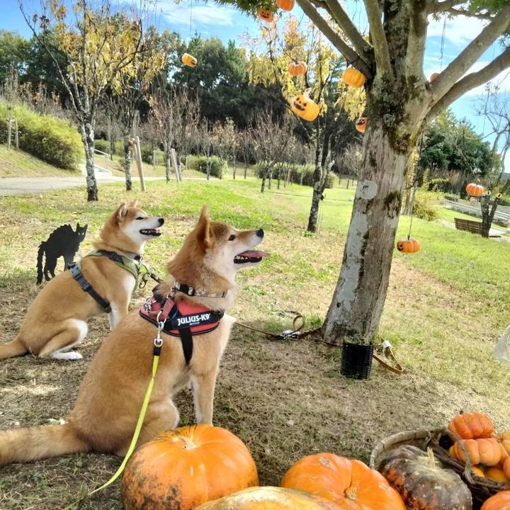 0d0f4b43 f84c 4969 bc61 dbe8578ac2cd 1729577791600