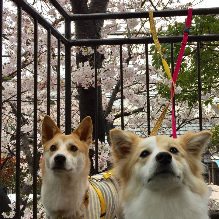 0d118cdd c5dc 43a4 99c2 430c662c586a 1511873288396