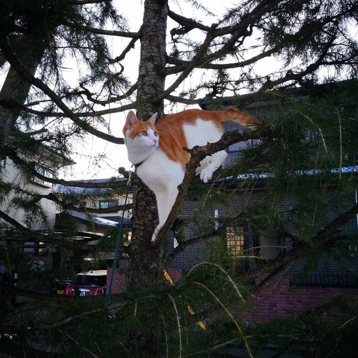 0d12151c 8462 4435 8c15 c88561b7091a 1517642472682