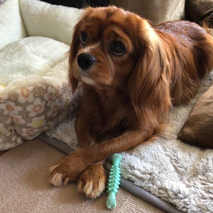 0d17c1ba 7455 4306 86b4 3d9c9cdc6263 1557057006501