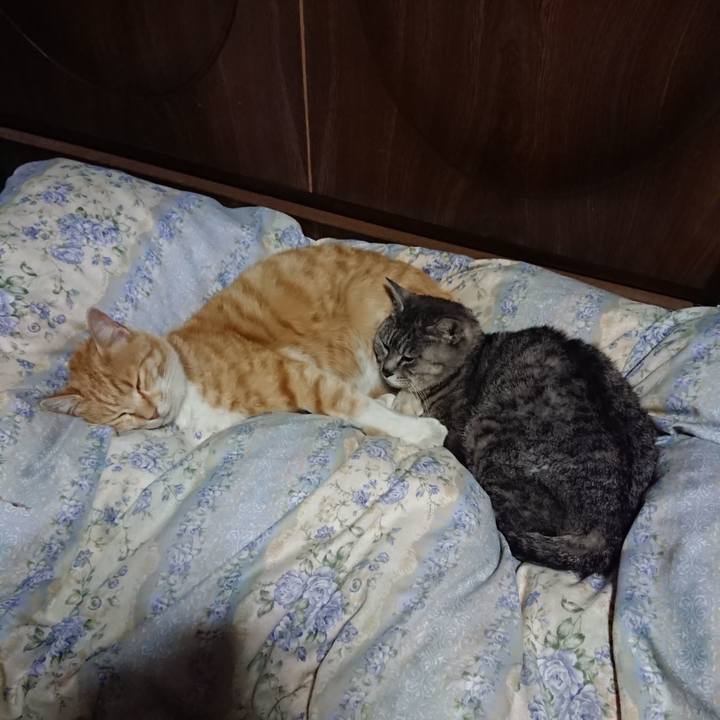 0d1ac063 2add 478d b970 f590d40ecfd4 1588941078428