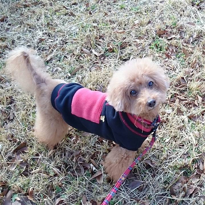 0d1dc1dc 0783 4f0d ad63 57cd7cbdd5b7 1512881814730