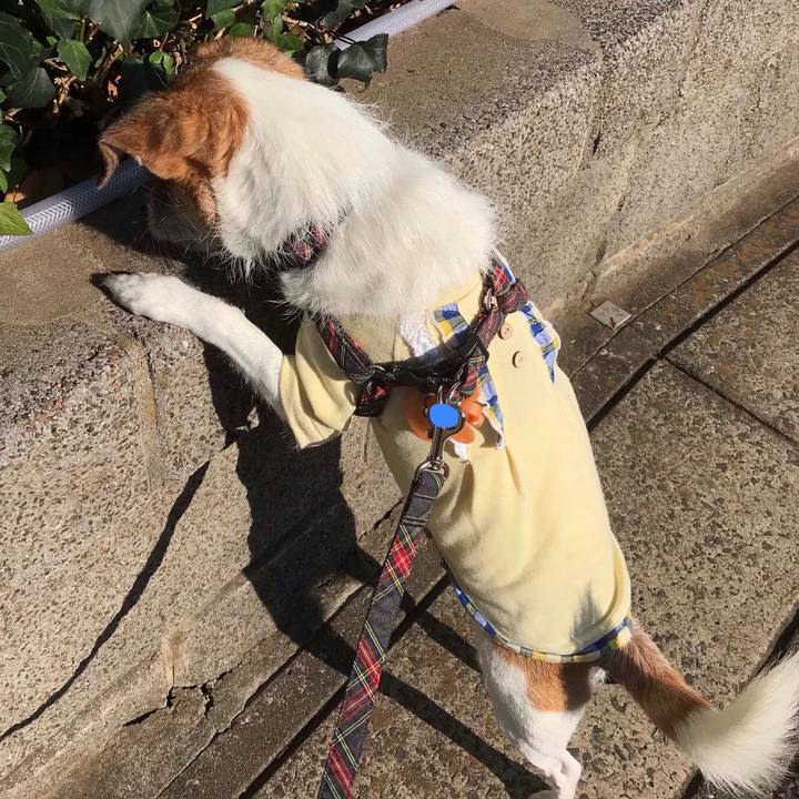 0d1de794 d361 4e1d 91c4 680126974f32 1542419842923