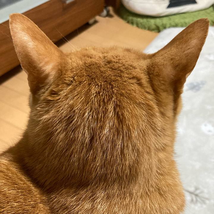 0d221e64 4d5b 40f7 ab10 ae5652bb0a12 1769822017847